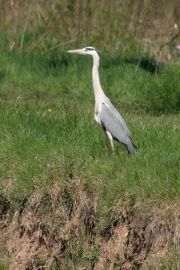 Lônes et forêts alluviales - Héron