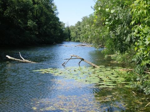 Lônes et forêts alluviales - Soyons