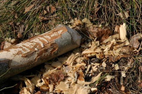 Lônes et forêts alluviales - Traces de castor