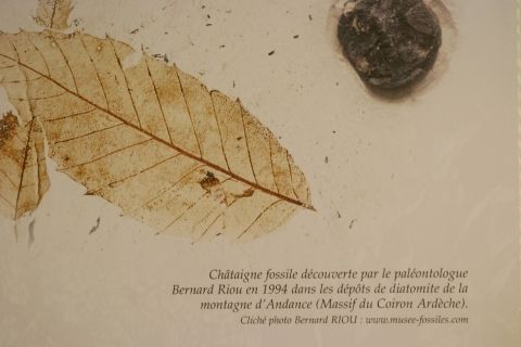 Maison du châtaignier