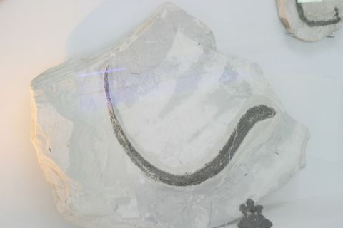 Muséum de l'Ardèche