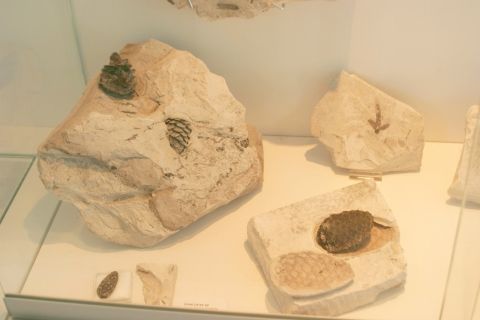 Muséum de l'Ardèche