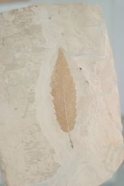 Muséum de l'Ardèche