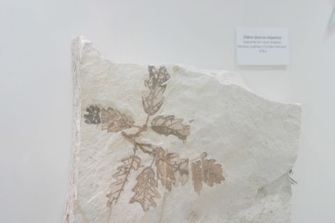 Muséum de l'Ardèche