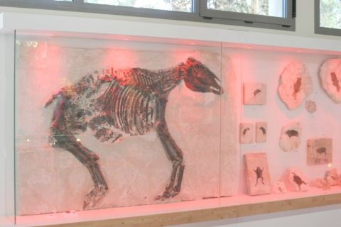 Muséum de l'Ardèche