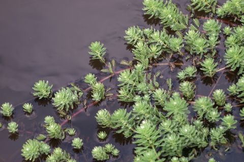 Myriophille du brésil