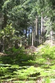 notre dame des neiges 010