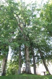 Orme de Saint-Agrève