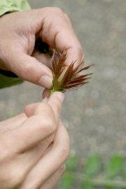 Peinture végétale