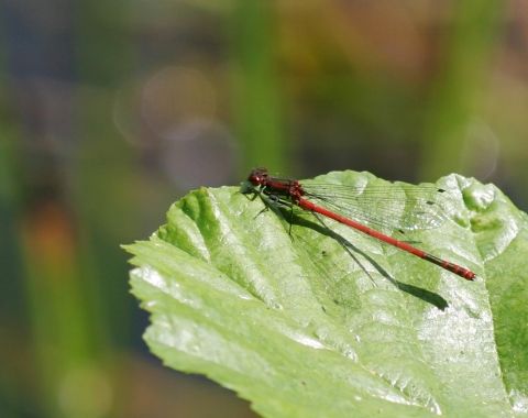 petite nymphe à corps de feu 002