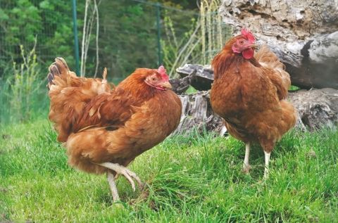 Poulet - Volle Noël