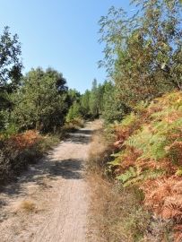 rando balade sous les pins st julien du serre 007