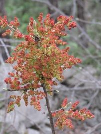 rando lanas les gras 008