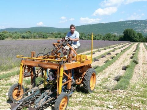 récolte - Le Musée de la Lavande