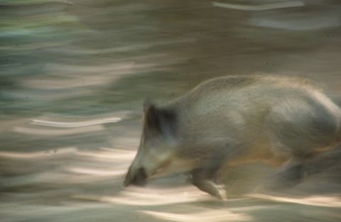 sanglier 001