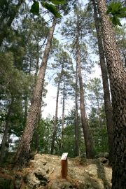 sentier bois laville