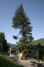 Séquoia - Arbre remarquable - Vals-les-Bains