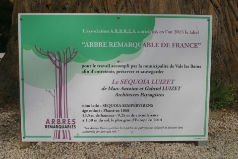 Séquoia - Arbre remarquable - Vals-les-Bains