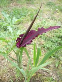 Serpentaire - Dracunculus vulgaris