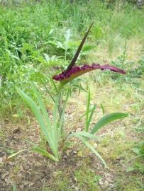 Serpentaire - Dracunculus vulgaris