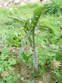 Serpentaire - Dracunculus vulgaris