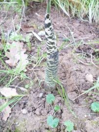 Serpentaire - Dracunculus vulgaris en février