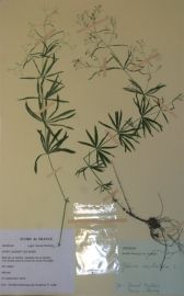 Société botanique de l'Ardèche
