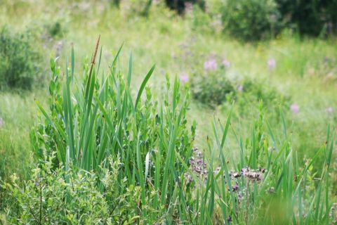 tourbière sagne redonde
