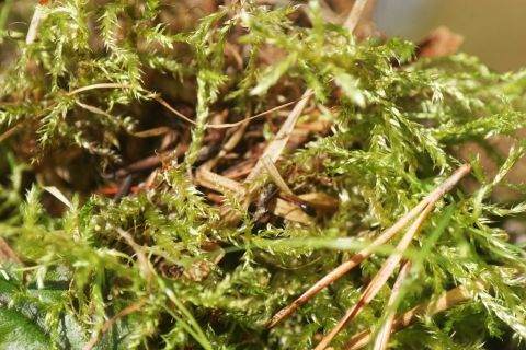 tourbière sagne redonde