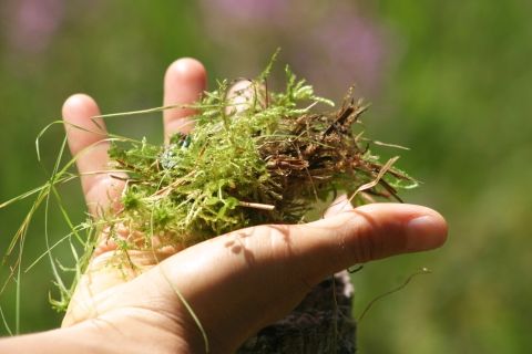 tourbière sagne redonde