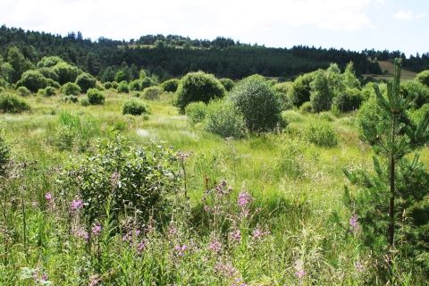 tourbière sagne redonde