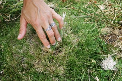 tourbière sagne redonde
