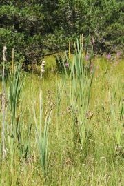 tourbière sagne redonde