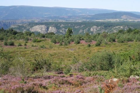 La tourbière des Narcettes
