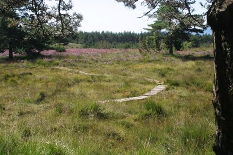 Tourbière des Narcettes