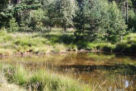Tourbière des Narcettes