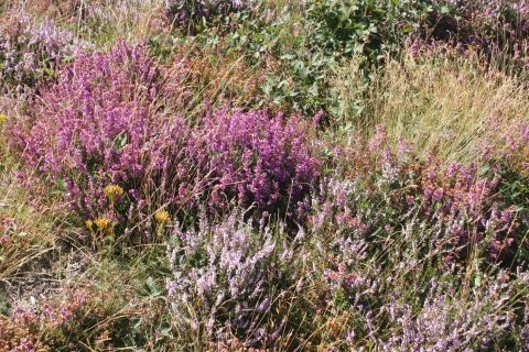 Tourbière des Narcettes - Callune et bruyère