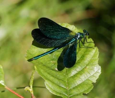 Tourbière des Narcettes - Demoiselle