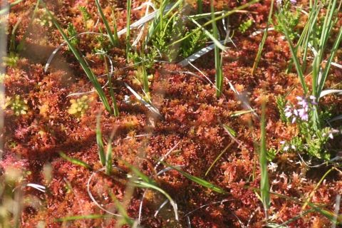 Tourbière des Narcettes - Drosera