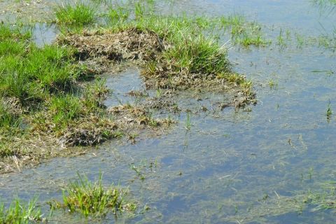 Tourbière - Plateau de Montselgues