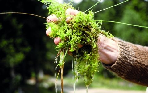 Tourbière - sphaigne