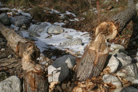 traces de castor en Ardèche