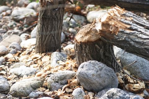 Les espèces invasives